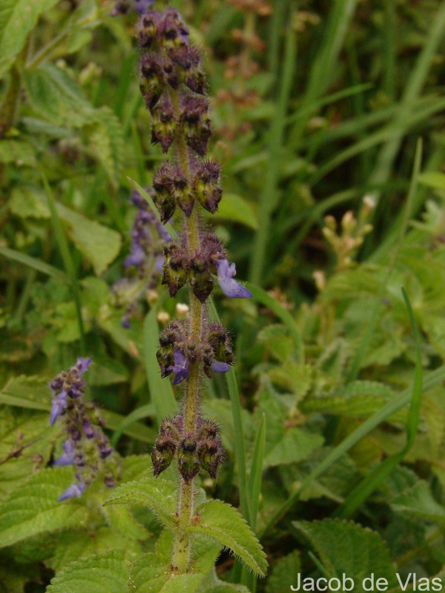 Coleus lanuginosus Hochst. ex Benth.(Hochst. ex Benth.) Agnew